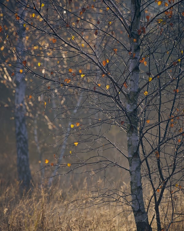 Landschaft