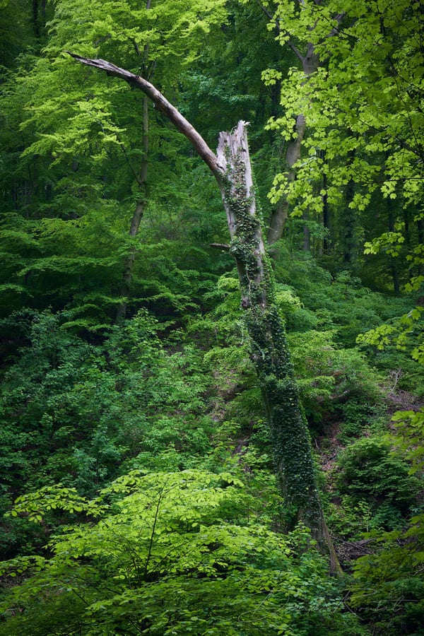 Landschaft