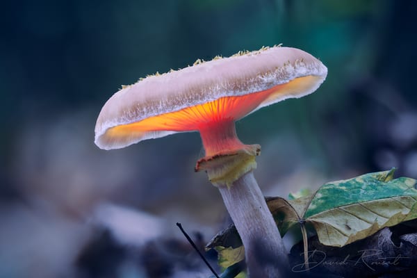 Pilze