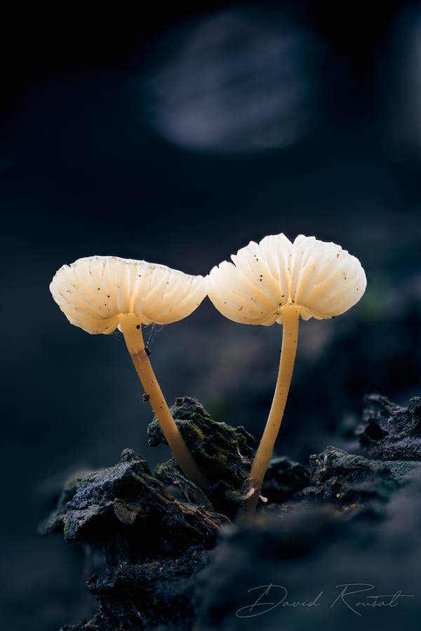 Pilze
