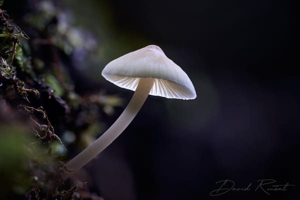 Pilze