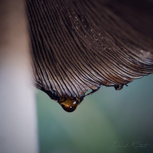 Pilze