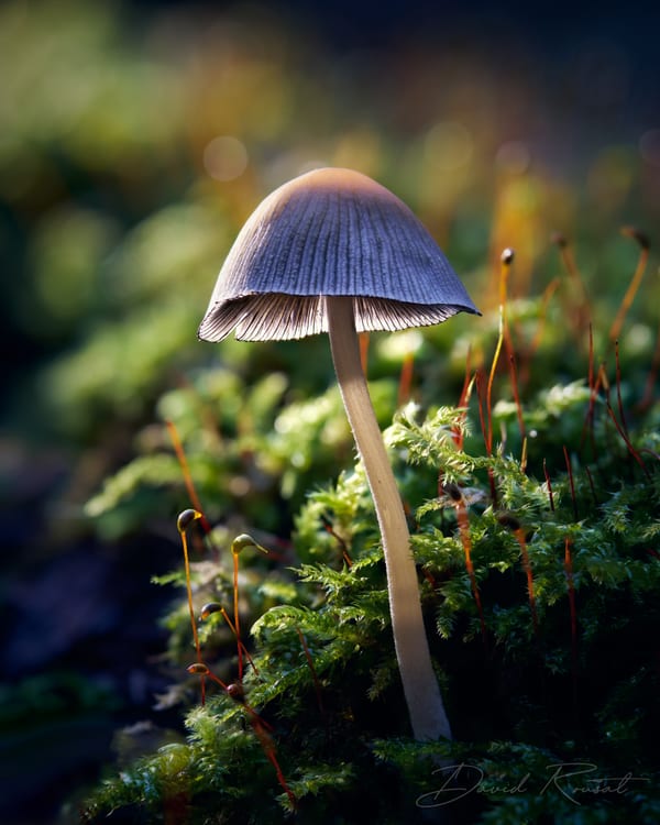 Pilze