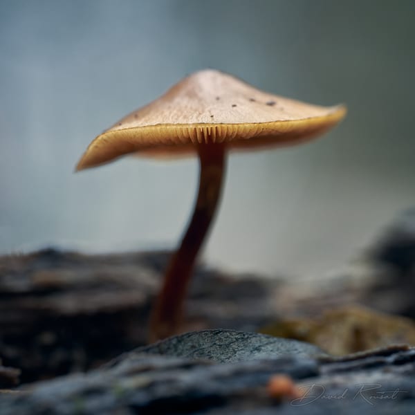 Pilze