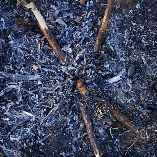 Lobau: Burnt