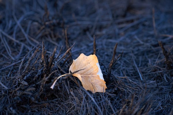 Lobau: Burnt