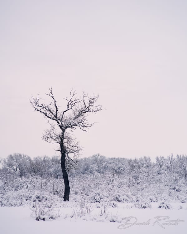 Lobau: 4 Seasons